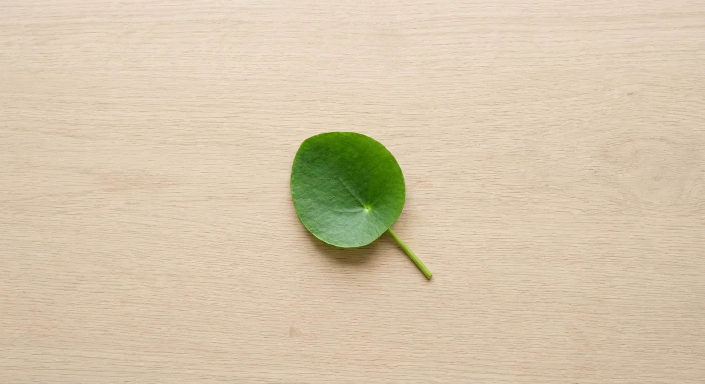 A single round Pilea leaf lying on a wooden surface.
